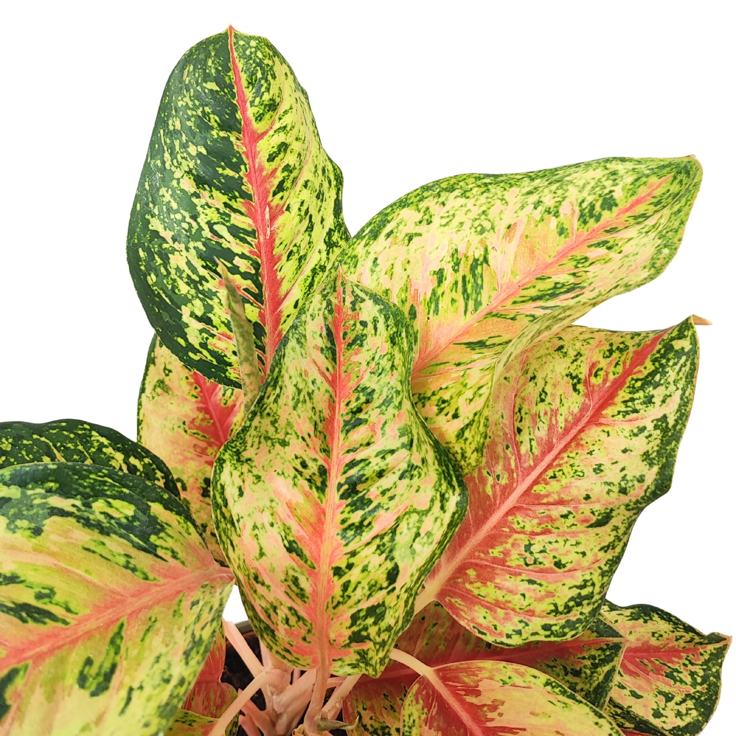 Aglaonema Maha Lab