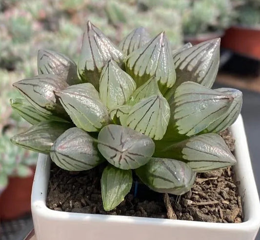 Haworthia Atrofusca