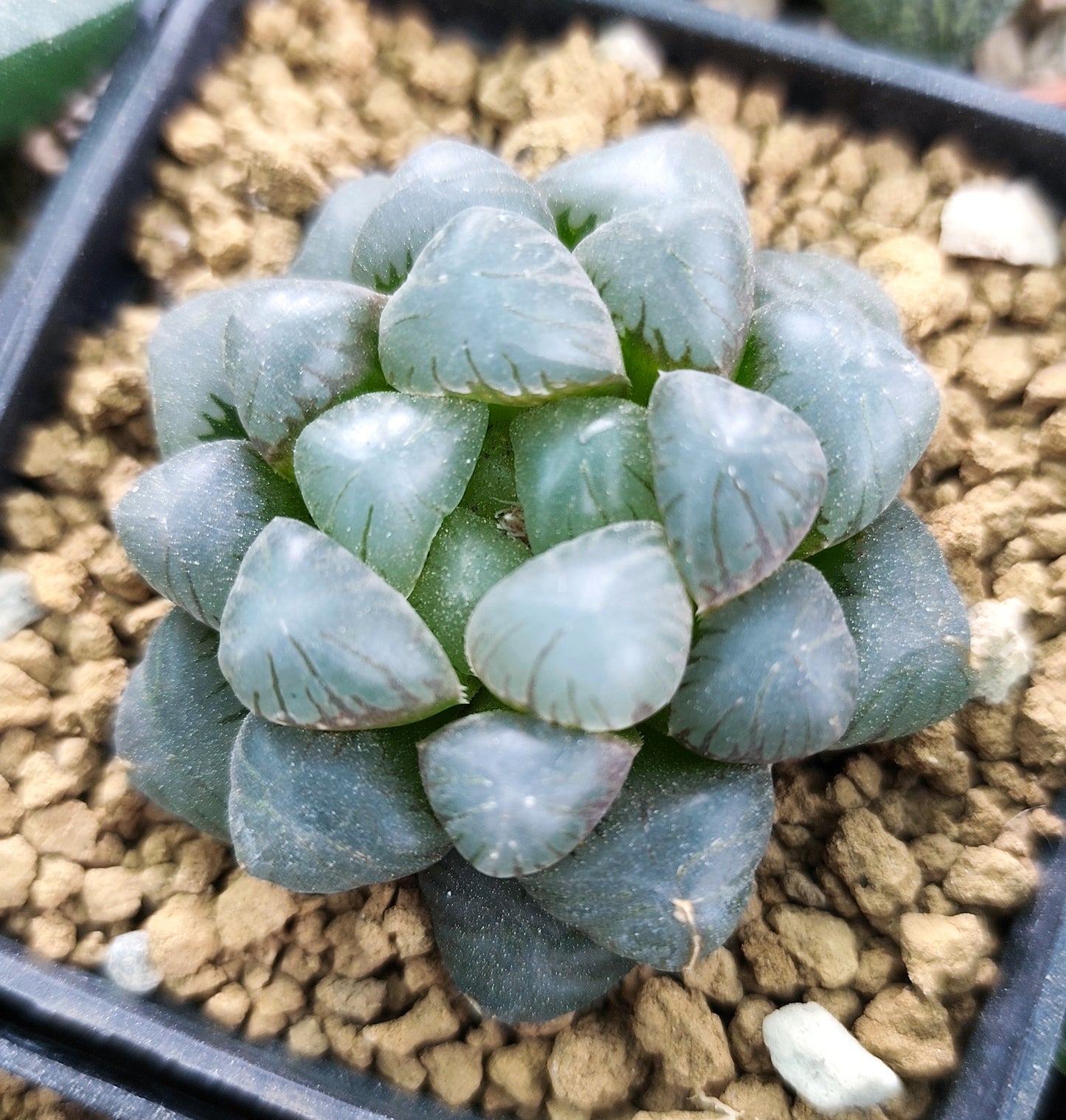 Haworthia Cooperi Obtusa 8cm