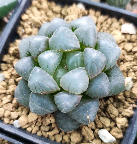 Haworthia Cooperi Obtusa 8cm