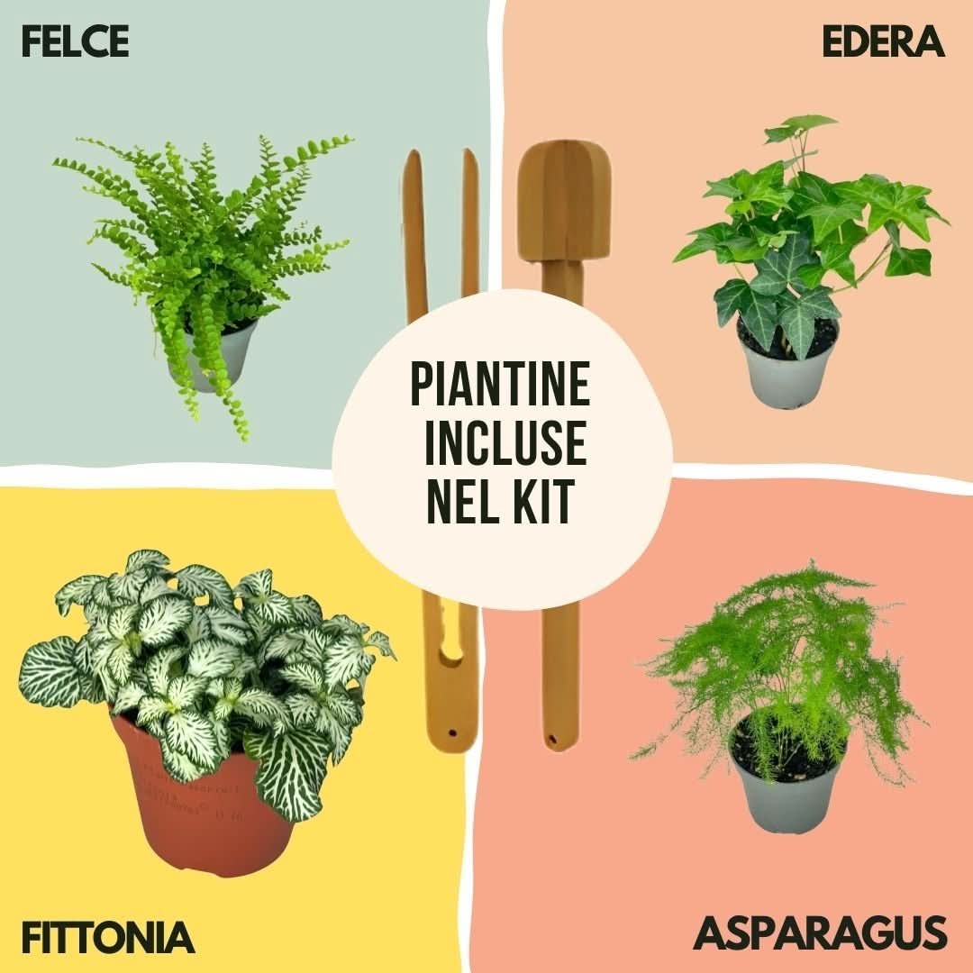 Kit Fai Da Te Terrarium Completo Geometrico  Florine