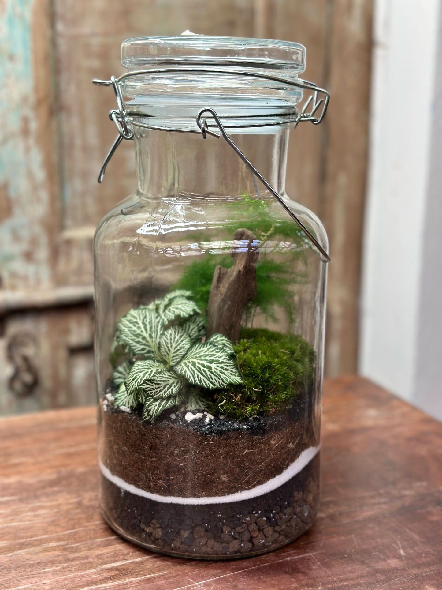 Kit per terrarium fai da con piantine senza contenitore