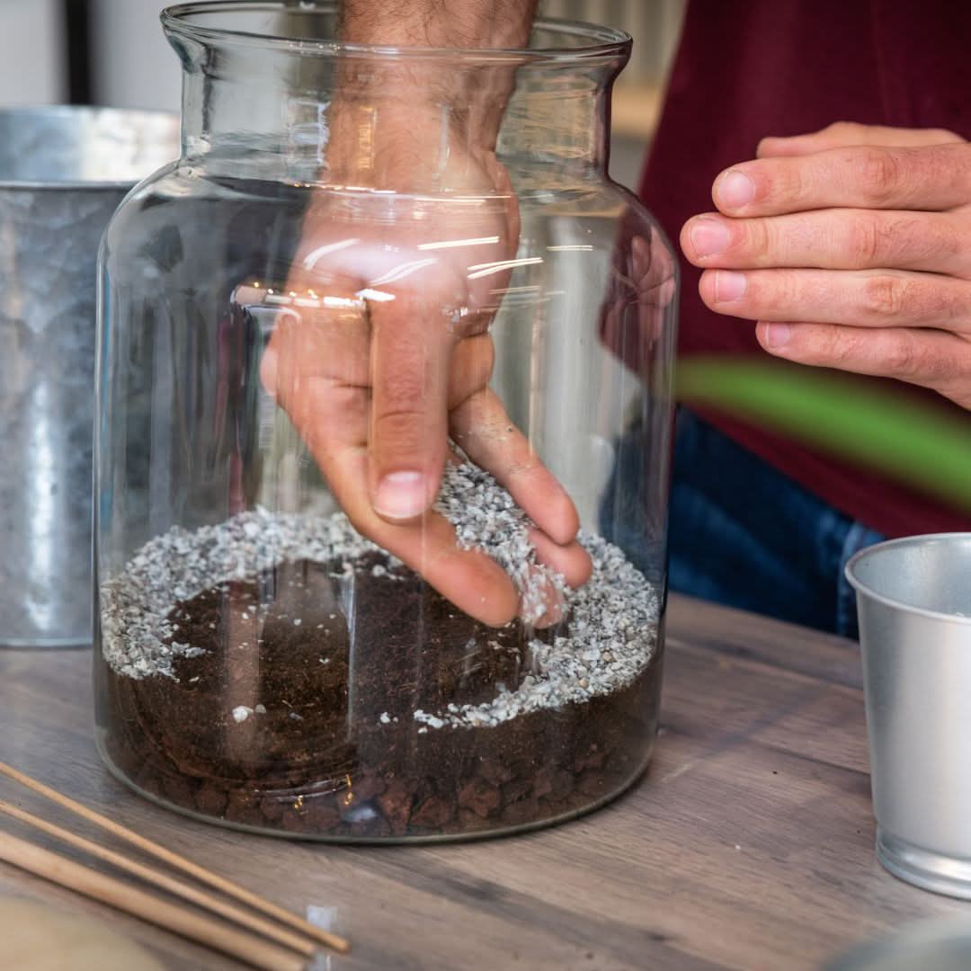 Kit per terrarium fai da con piantine senza contenitore