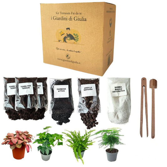 Kit per terrarium fai da con piantine senza contenitore