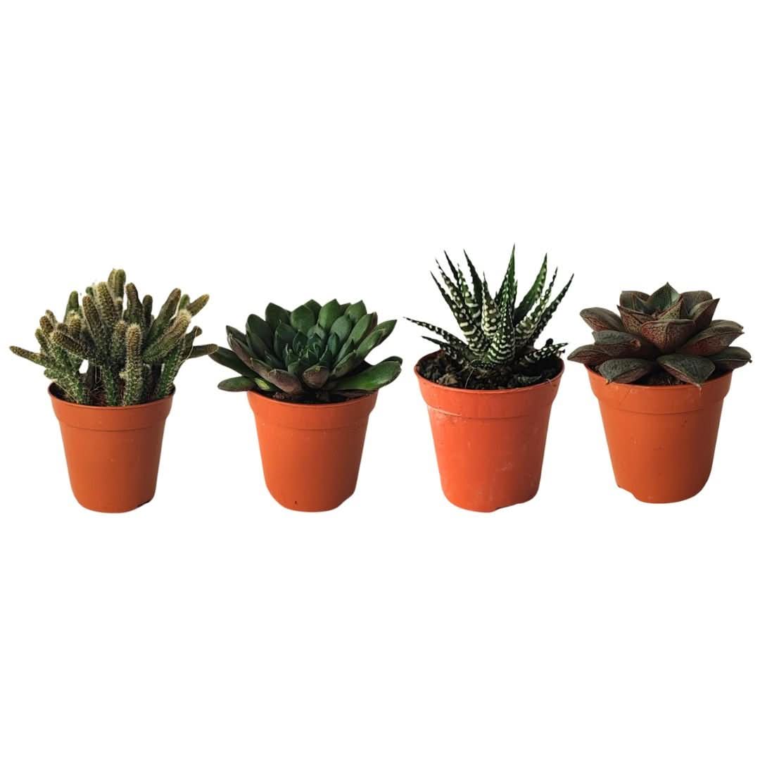 Kit piantine grasse per terrarium