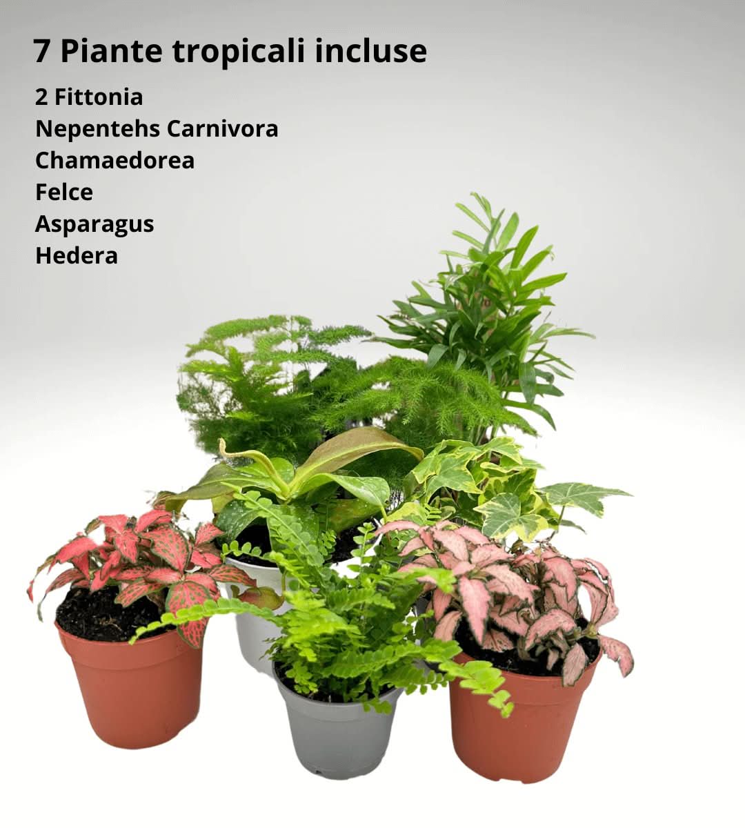 Kit Terrarium Fai Da Te Master | Il Super Kit per Creare un Giardino in Vetro Unico