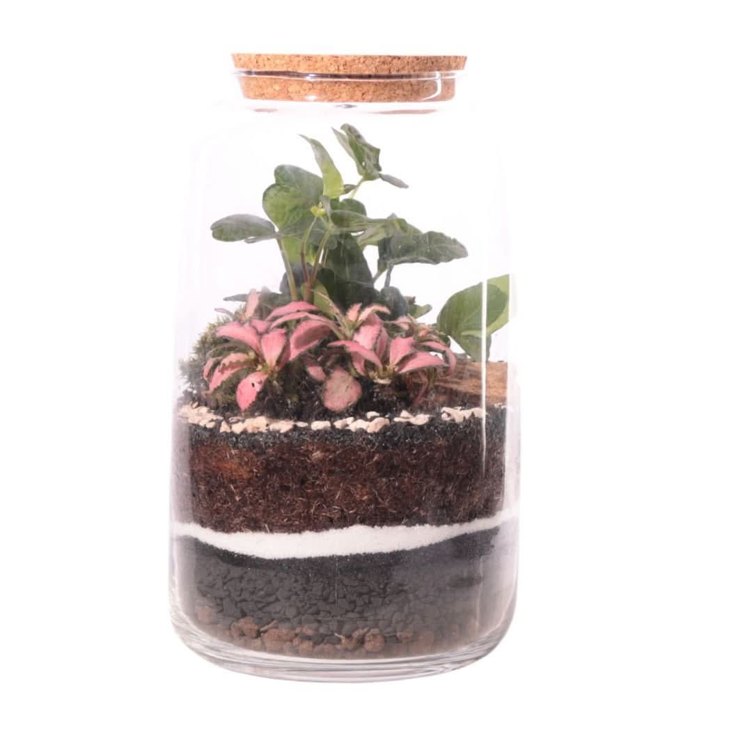 Kit Terrarium Fai Da Te Nadia | Crea il Tuo Giardino da Interno