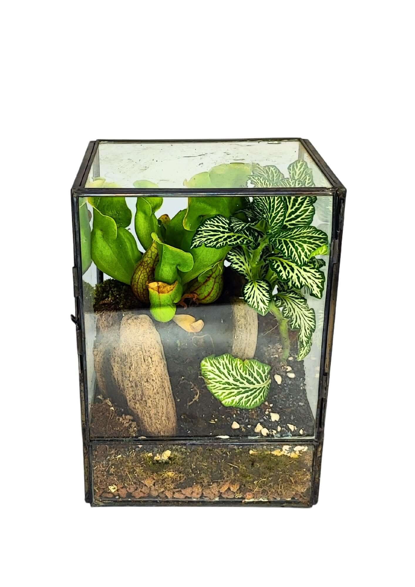 Kit Terrarium Geometrico Fai Da Te ADA | Crea il Tuo Giardino da Interno