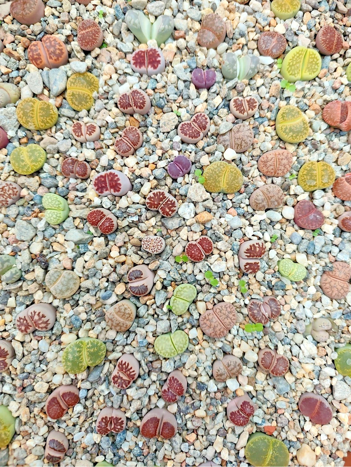 LITHOPS-10 HAWORTHIA