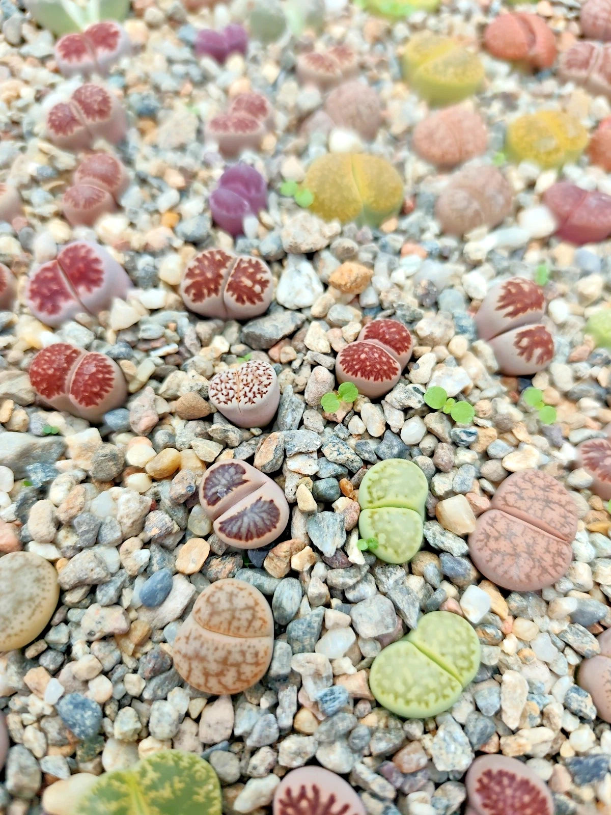 LITHOPS-10 HAWORTHIA
