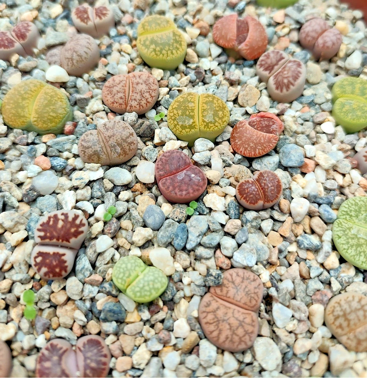 LITHOPS-10 HAWORTHIA