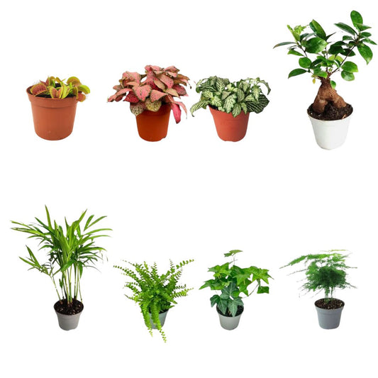 Set di 8 Piante Verdi Tropicali per Terrarium