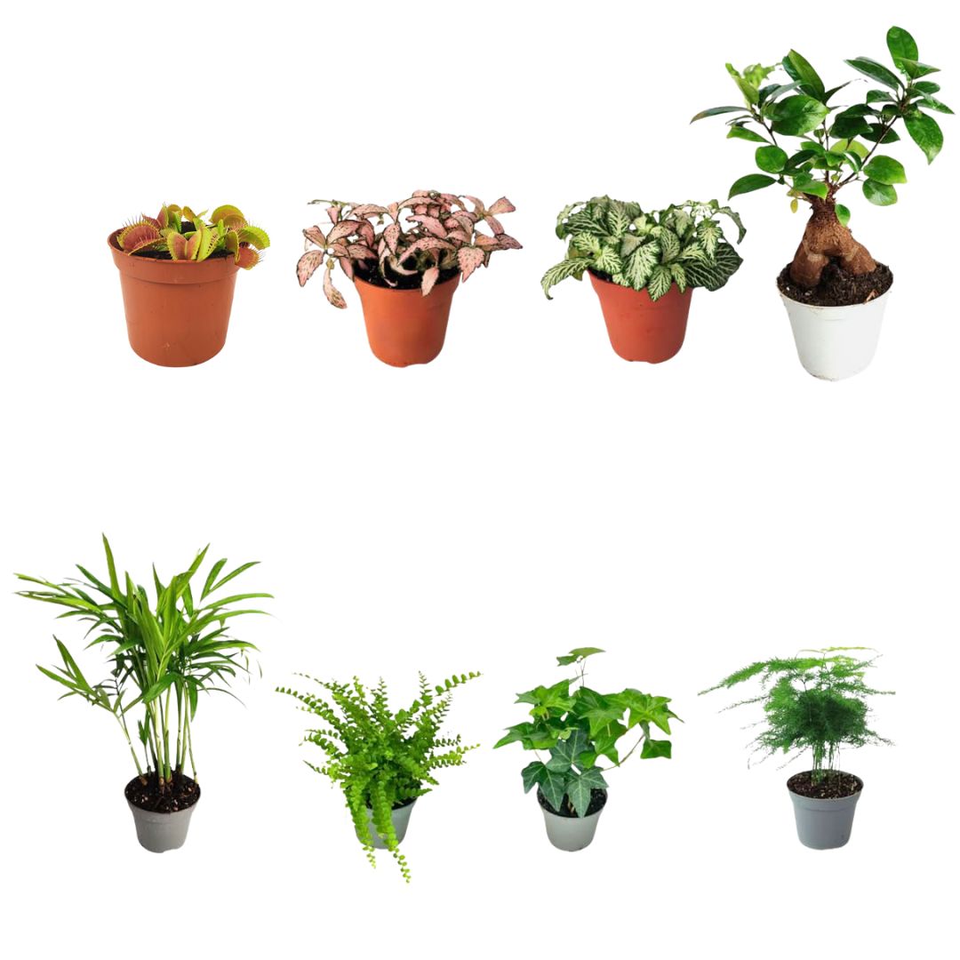 Set di 8 Piante Verdi Tropicali per Terrarium