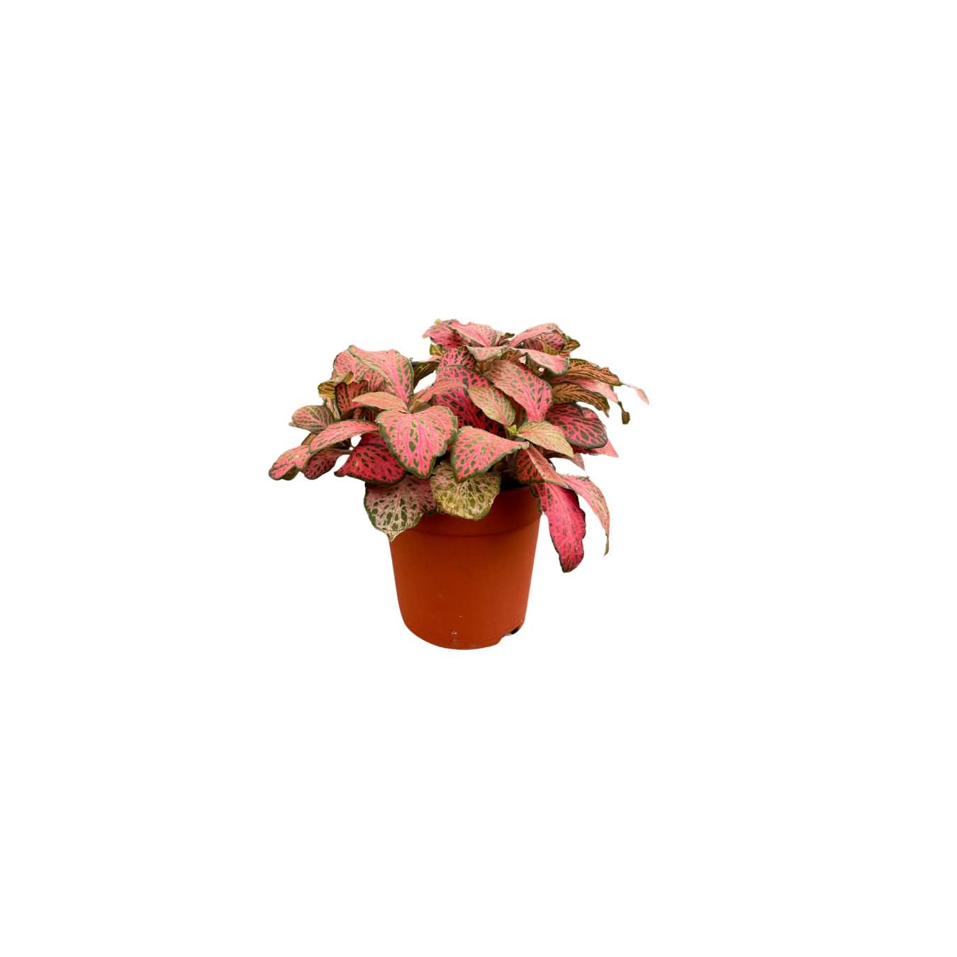 Set di 8 Piante Verdi Tropicali per Terrarium