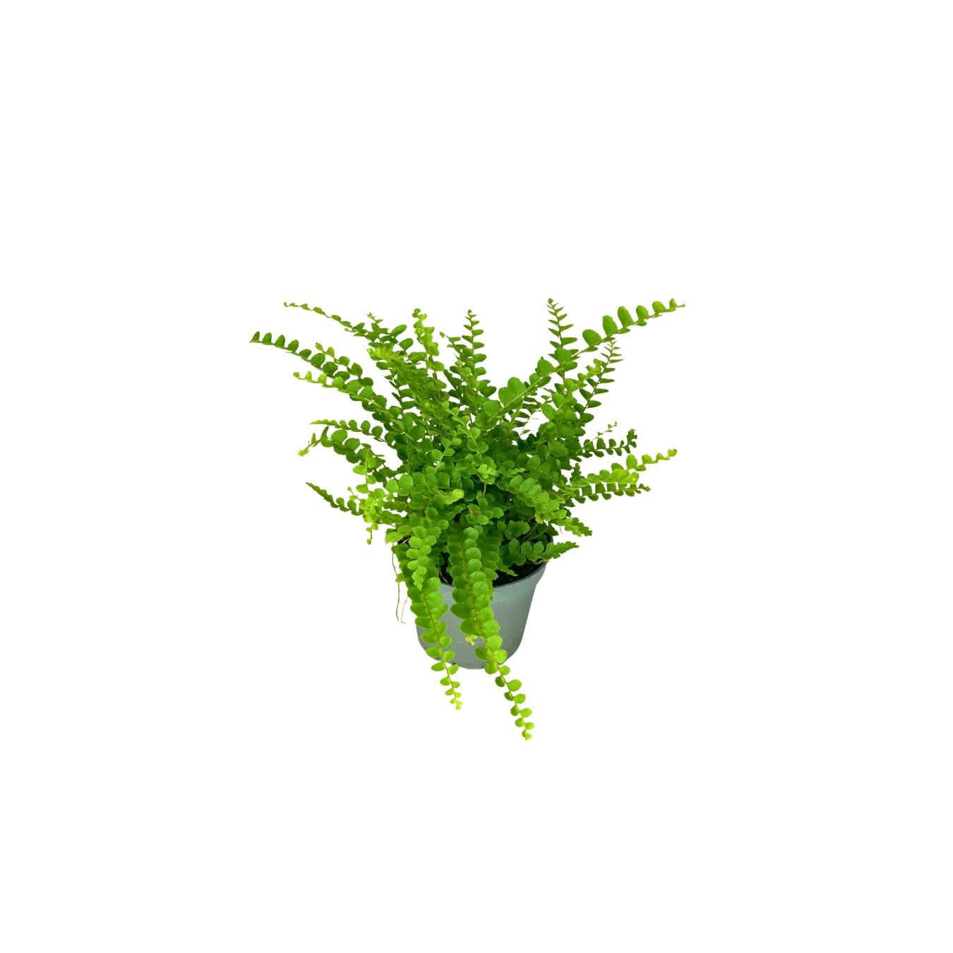 Set di 8 Piante Verdi Tropicali per Terrarium