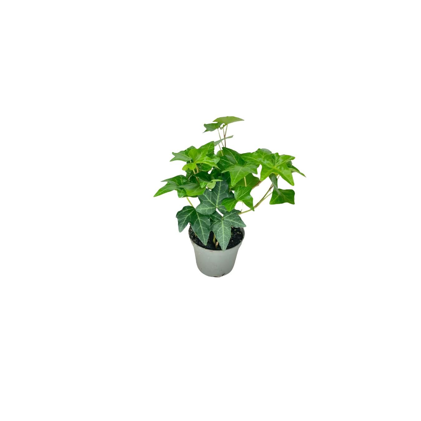 Set di 8 Piante Verdi Tropicali per Terrarium