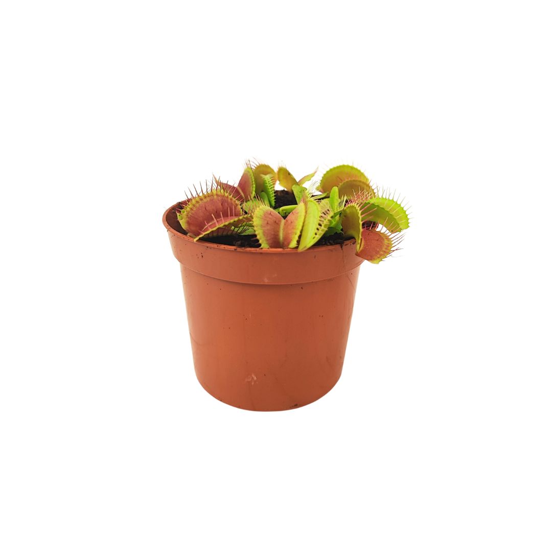 Set 6 piantine verdi per terrarium