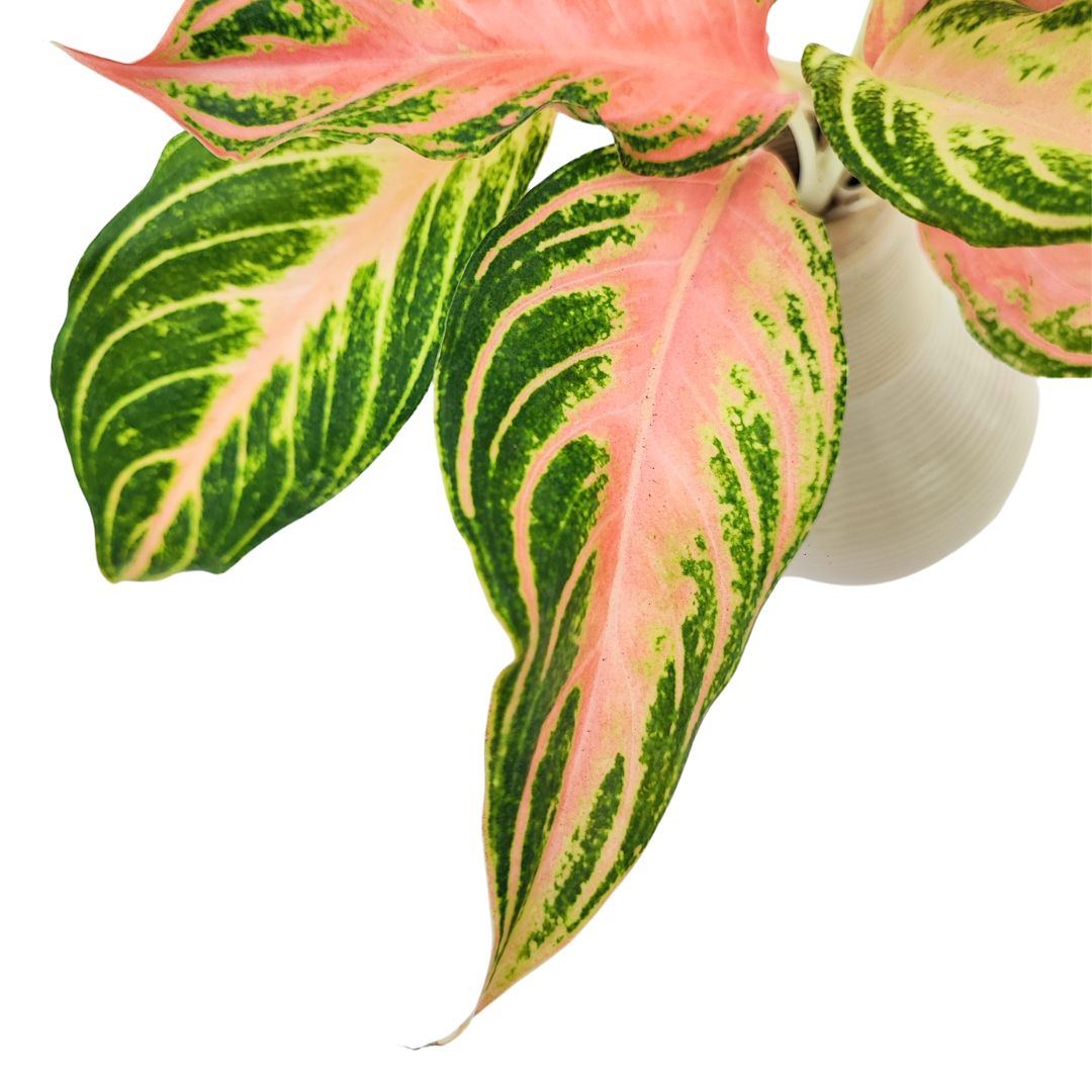 Aglaonema Pink Sunset in idrocultura con vaso artigianale in argilla